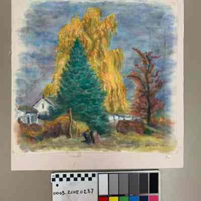 Blue Spruce and Willow, Autumn-Florence