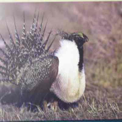 Greater Sage-grouse (centrocercus urophasianus), adult male