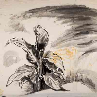 Large Plant