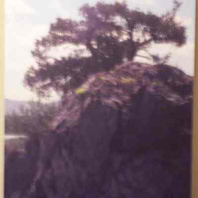 Missouri Headwaters State Park, with Rocky Mountain juniper (Juniperus scopulorum)