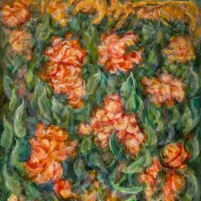 Wild Begonias