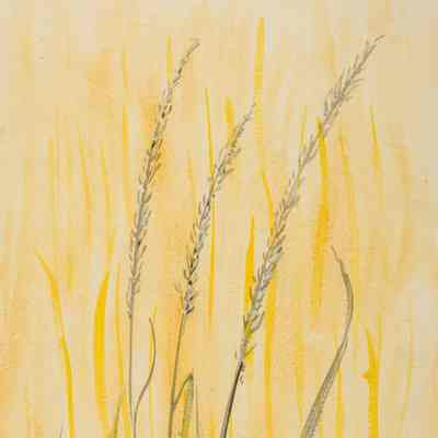 Grasses