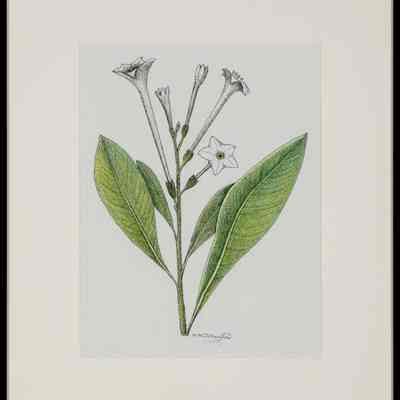 Indian Tobacco (Nicotiana quadrivalvus)