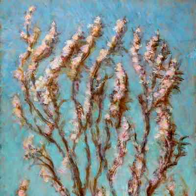 Spring Blossoms