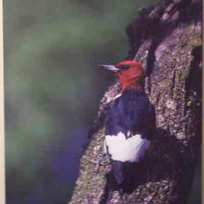 Red-headed Woodpecker (Melanerpes erythrocephalus), adult