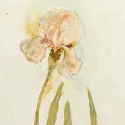 Light Salmon Iris & Leaves