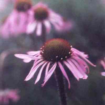 Narrow-leaved Purple Coneflower (Echinacea angustifolia)