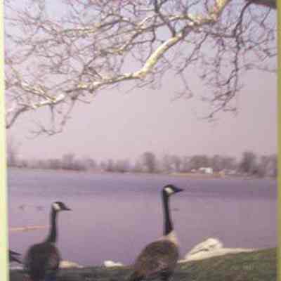 Lewis and Clark State Park, Missouri, with Canada geese (Branta canadensis) in foreground