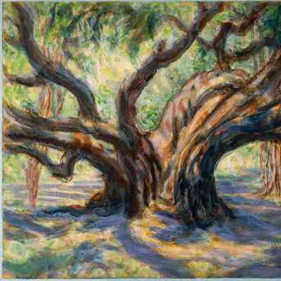 Big Old Banyan Tree - Lahaina