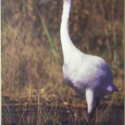 Whooping Crane (Grus americana), adult