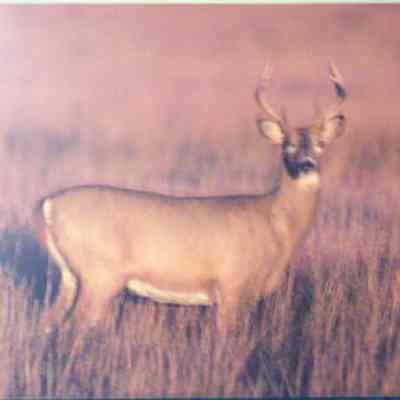 White-tailed Deer (odocoileus virginianus), male
