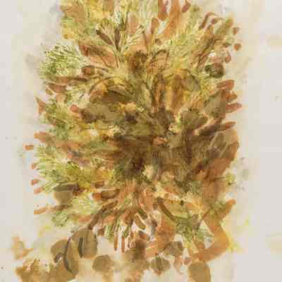 Leaf and Flower Prints