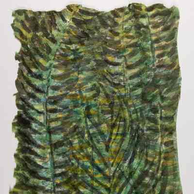 Ferns