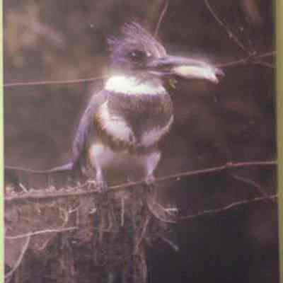 Belted Kingfisher (Ceryle alcyon), adult female