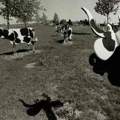Wanna-Be Cows
