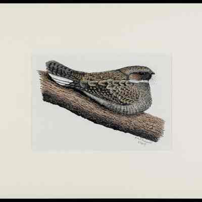 Whip-poor-will (Caprimulgus vociferus), adult