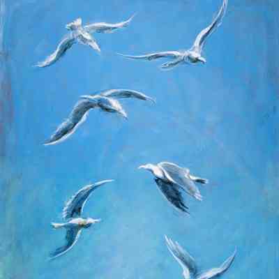 Six Soaring Seagulls