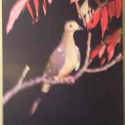 Mourning Dove (Zenaida macroura), adult