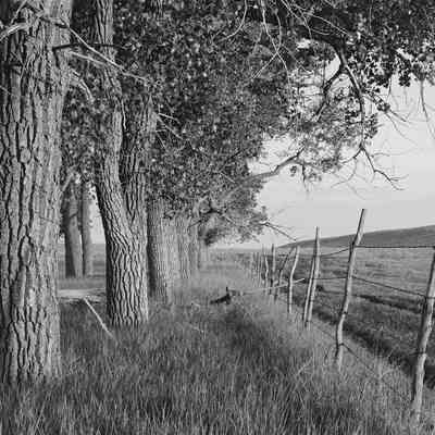 Evening Cottonwoods