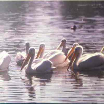 American White Pelican (Pelecanus erthrorhynchos), adult