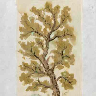 Oak Tree