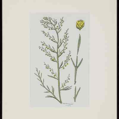 Silky Wormwood (Artemsia dracunculus)