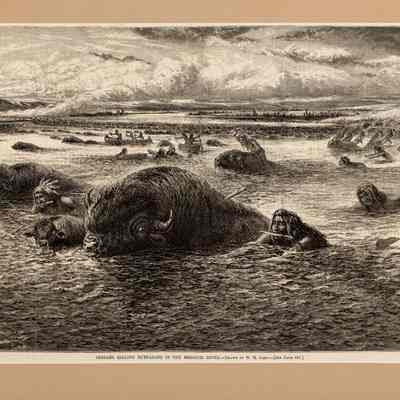 Indians Killing Buffalos in the Missouri