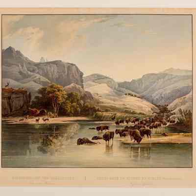 Herds of Bisons and Elks on the Upper Missouri