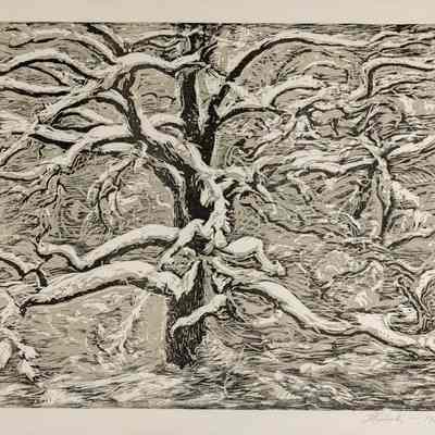 The Oak Tree
