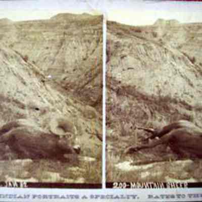 Mountain Sheep