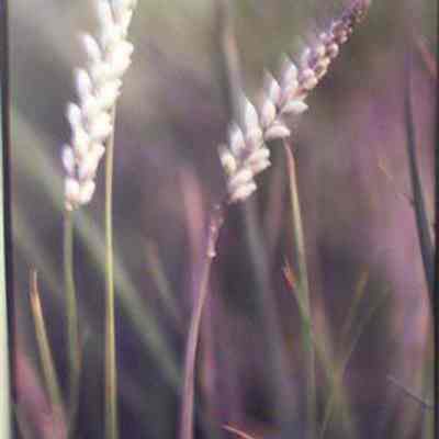 White Milkwort