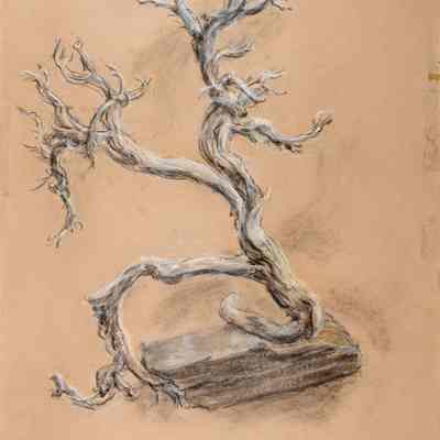 Driftwood
