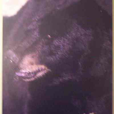 Black Bear (Ursus americanus), adult