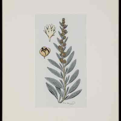 Moundscale (Atriplex gardneri)