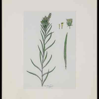 Long-leaved Sagebrush (Artemisialongifolia)