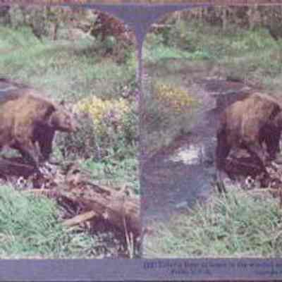 Grizzly Bear at home in the wilderness of famous Yellowstone Park, U.S.A.