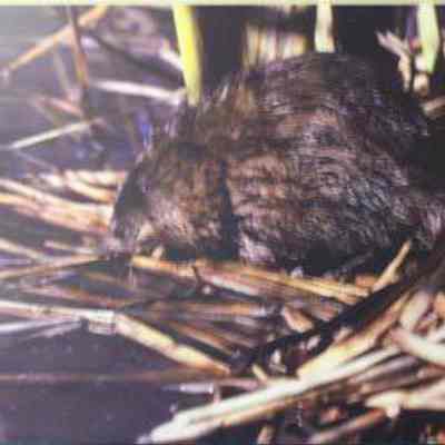 Muskrat (Fiber zibethicus), adult