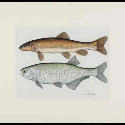 Northern [Longnose] Sucker (catastomus catostomus) and Goldeye (Hiodon alosoides)
