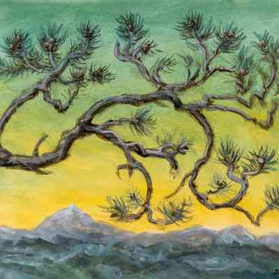 Bent Pine in Evening Sky