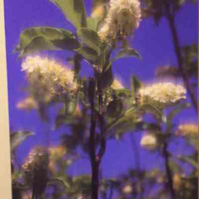 Chokecherry (Prunes virginiana)