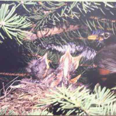 American Robin (Turdus migratorius), adult
