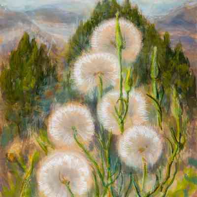 Goats beard (globular seed-heads)