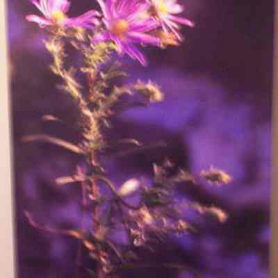 Aromatic Aster (Aster oblongifolius)