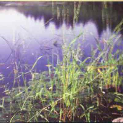Wild Rice (Zizania palustris)