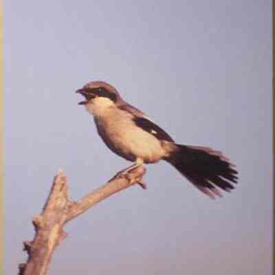 Loggerhead Shrike (Lanius ludovicianus), adult