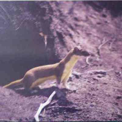 Long-tailed Weasel (Mustela frenata), adult