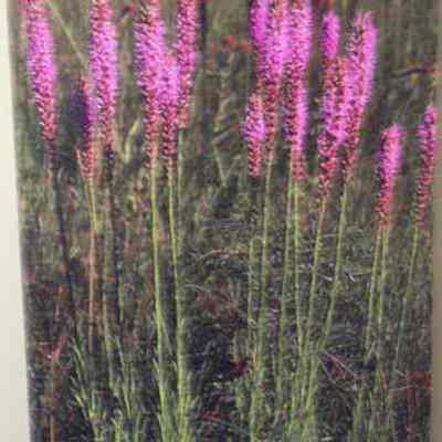 Thick-spike Gayfeather [Button Snakeroot] (Liatris pycnostachya)