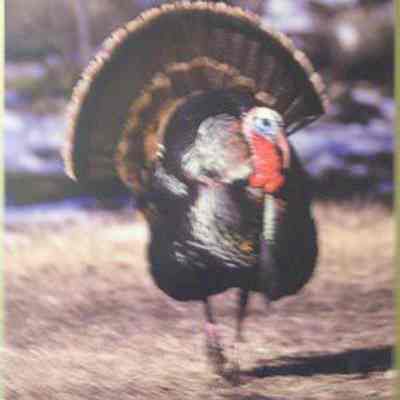 Wild Turkey (Meleagris gallopavo), adult male