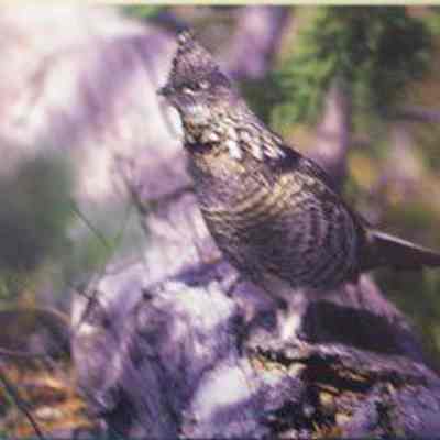 Ruffed Grouse (Bonasa umbellus), adult male