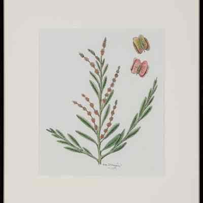 Shadscale [Bushy Atriplex, Four-wing Saltbush] (Atriplex canescens)